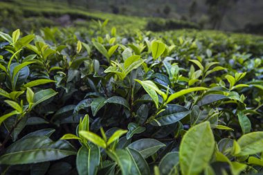 Taze çay yapraklarını kapatın.