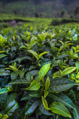 Yeşil çay tarlası.