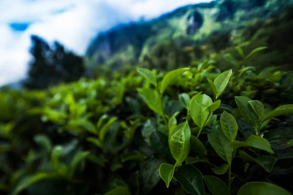 Шри Ланка Азия Плантация Свежего Зеленого Чая — стоковое фото