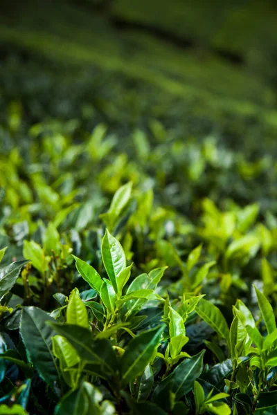 Закрыть Свежие Чайные Листья — стоковое фото