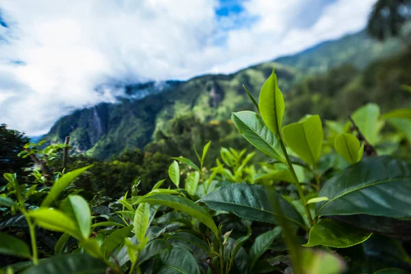 Sri Lanka Asia Beautiful Fresh Green Tea Plantation — Stock Photo, Image