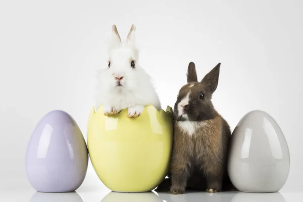 Ovos Animal Baby Bunny Fundo Feliz Páscoa — Fotografia de Stock