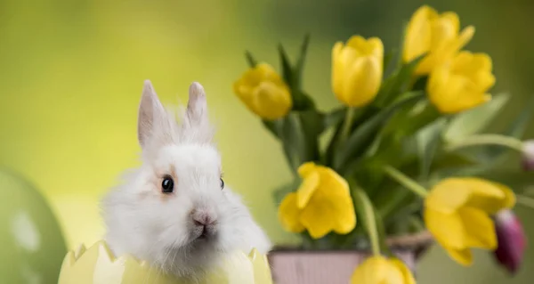 Baby Hase Und Osterhintergrund — Stockfoto