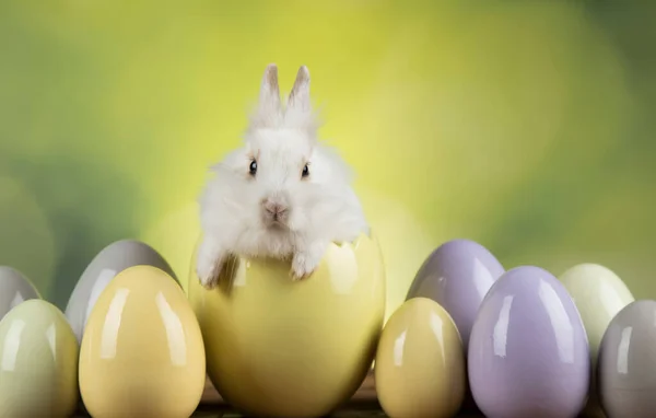 Kleiner Hase Fröhlicher Osterhintergrund — Stockfoto