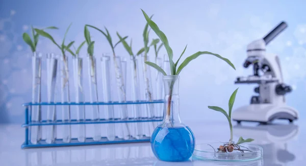 Chemiczne Szkło Laboratoryjne Roślina Zmodyfikowana Genetycznie — Zdjęcie stockowe