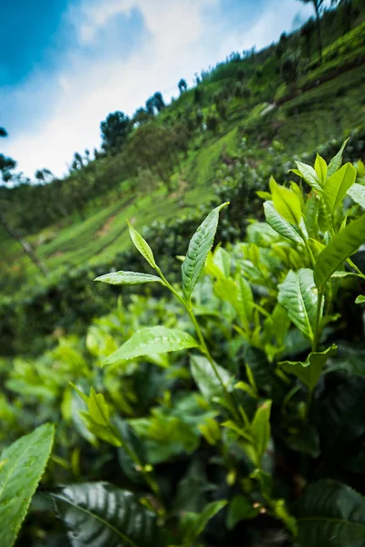 Świeża Plantacja Zielonej Herbaty Sri Lance — Zdjęcie stockowe