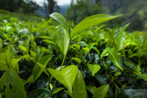 Sri Lanka 'daki taze yeşil çay çiftliği.
