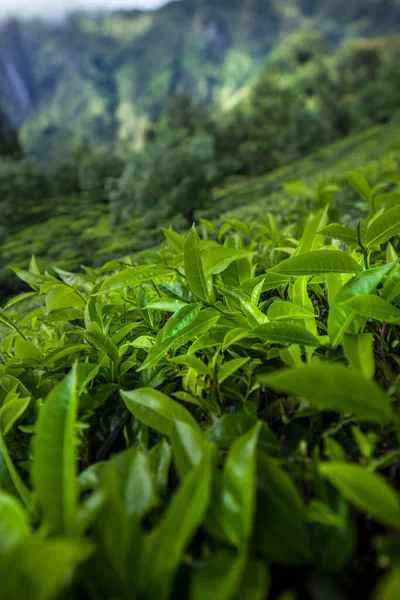 Чайная Плантация Шри Ланке — стоковое фото