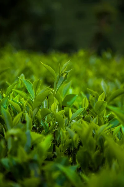 Taze Çay Yapraklarını Kapatın — Stok fotoğraf
