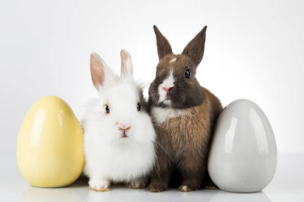Vejce Zvířecí Baby Bunny Veselé Velikonoce Pozadí — Stock fotografie