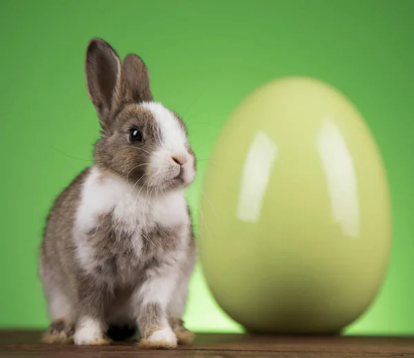 Huevo Conejito Feliz Fondo Pascua —  Fotos de Stock