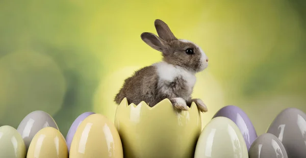Маленький Кролик Счастливый Пасхальный Фон — стоковое фото