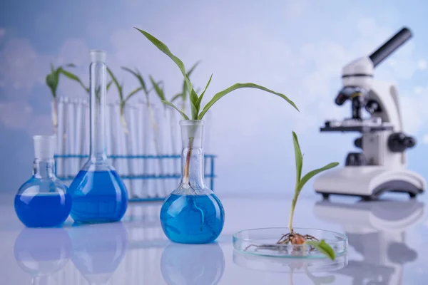 Vetreria Chimica Laboratorio Pianta Geneticamente Modificata — Foto Stock