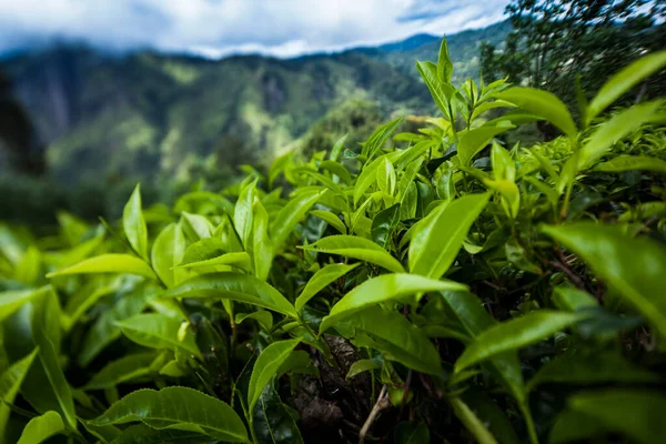 Piantagione Verde Fresco Sri Lanka — Foto Stock