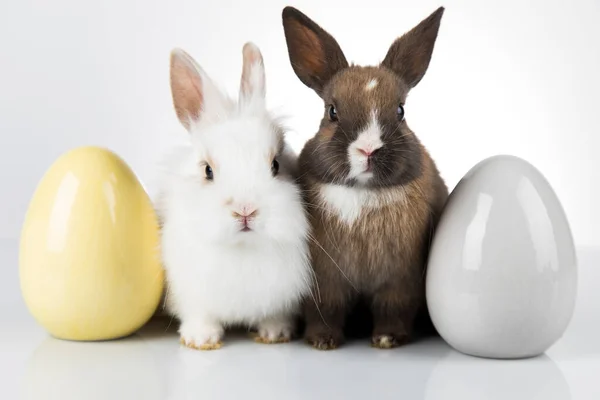 Uova Coniglietto Bambino Primavera Sfondo Pasquale Felice — Foto Stock