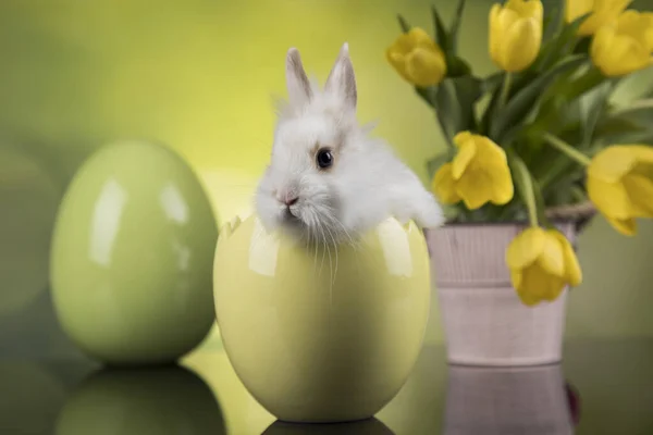 Ägg Lilla Kanin Glad Påsk Bakgrund — Stockfoto