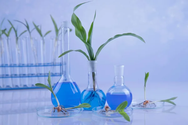 Artículos Vidrio Laboratorio Plantas Modificadas Genéticamente — Foto de Stock