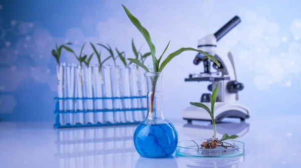 Microscoop Chemisch Laboratoriumglaswerk Genetisch Gemodificeerde Plant — Stockfoto