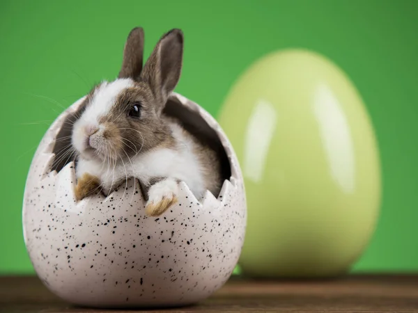 Vejce Malý Zajíček Šťastné Velikonoční Pozadí — Stock fotografie