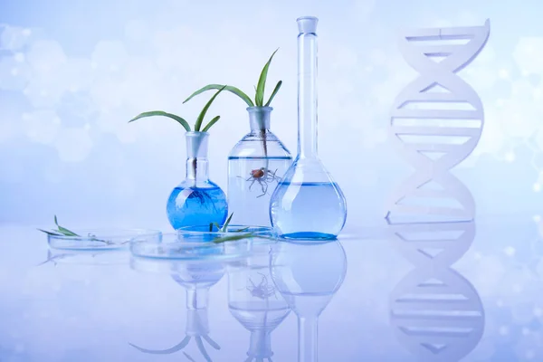 Plantenlaboratorium Experimenteel Chemisch Glaswerk — Stockfoto