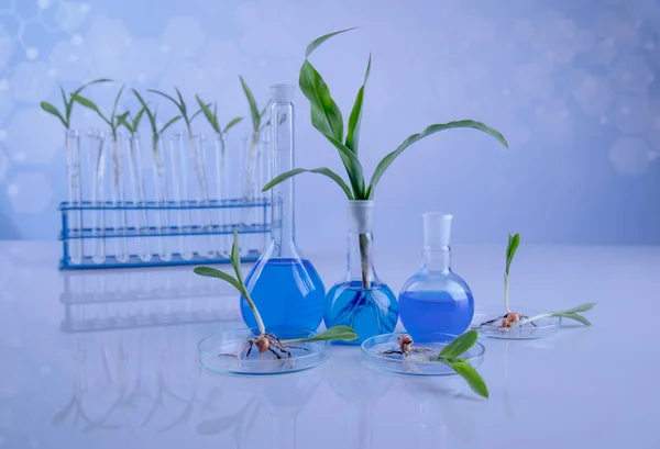 Laboratorium Roślinne Szkło Chemiczne — Zdjęcie stockowe