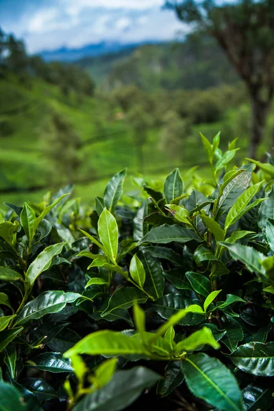 Закрыть Свежие Чайные Листья — стоковое фото