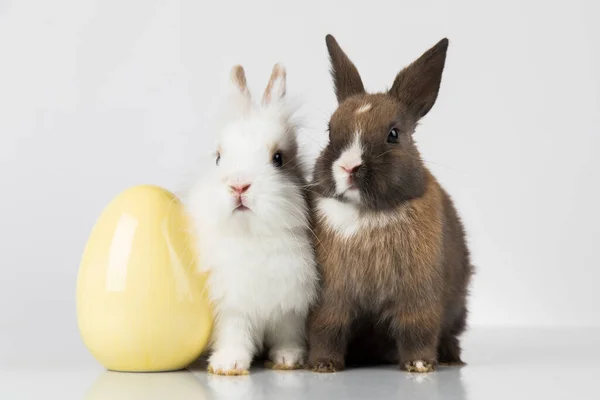 Ägg Vår Baby Kanin Glad Påsk Bakgrund — Stockfoto