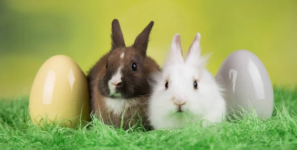 Huevos Conejito Bebé Animal Fondo Pascua Feliz — Foto de Stock