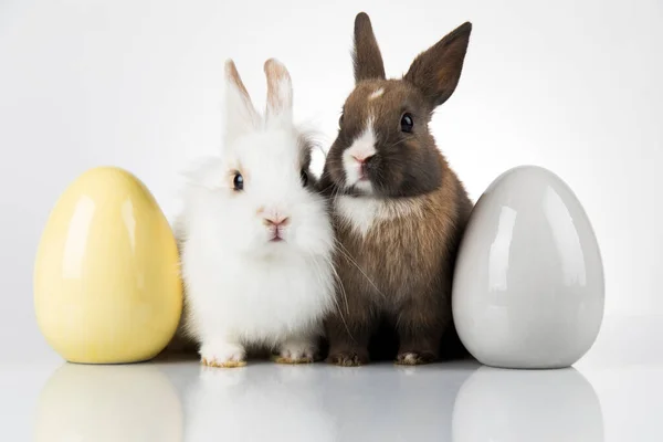 Αυγά Animal Baby Bunny Χαρούμενο Φόντο Πάσχα — Φωτογραφία Αρχείου