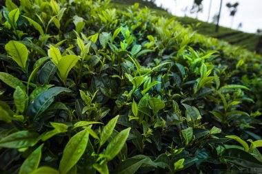 Asya çayı, Sri lanka