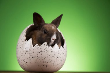 Tavşan, Tavşan ve Paskalya yumurtası