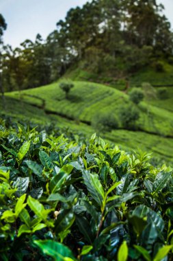 Sri Lanka 'daki taze yeşil çay çiftliği.