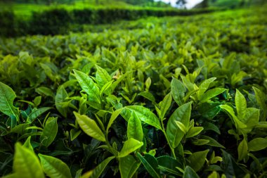 Sri Lanka 'daki taze yeşil çay çiftliği.