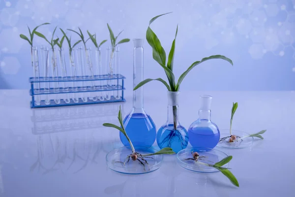 Plant Laboratory Experimental Chemical Glassware — Stock Photo, Image