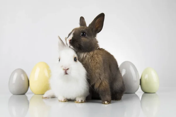 Αυγά Animal Baby Bunny Χαρούμενο Φόντο Πάσχα — Φωτογραφία Αρχείου