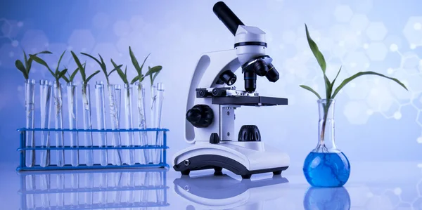 Glaswerk Voor Chemisch Gebruik Genetisch Gemodificeerde Plant — Stockfoto