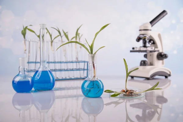 Glaswerk Voor Chemisch Gebruik Genetisch Gemodificeerde Plant — Stockfoto