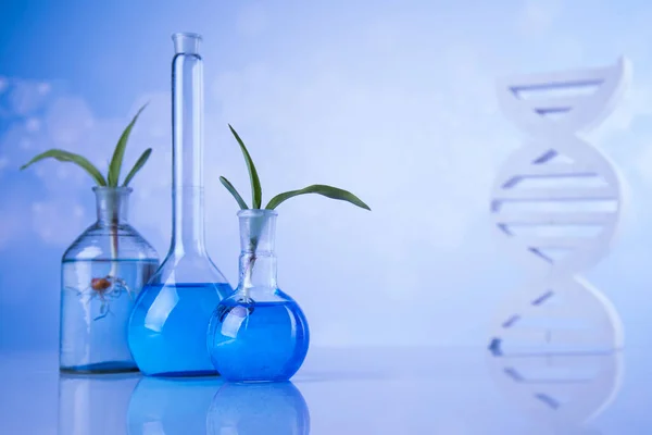 Glaswerk Voor Chemisch Gebruik Genetisch Gemodificeerde Plant — Stockfoto