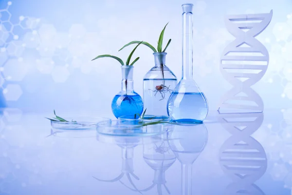 Experiência Científica Com Laboratório Plantas — Fotografia de Stock
