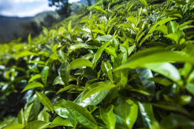 Sri lanka, Asya, Güzel taze yeşil çay tarlası