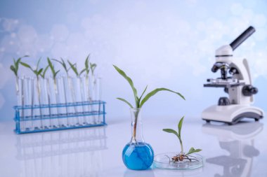 Kimyasal laboratuvar cam eşyalar, genetiği değiştirilmiş tesis.