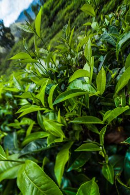 Asya çayı, Sri lanka