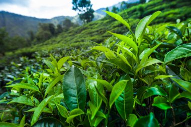 Asya çayı, Sri lanka