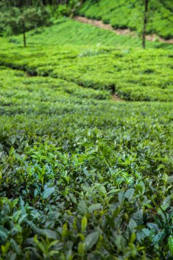 Sri lanka, Asya, Güzel taze yeşil çay tarlası
