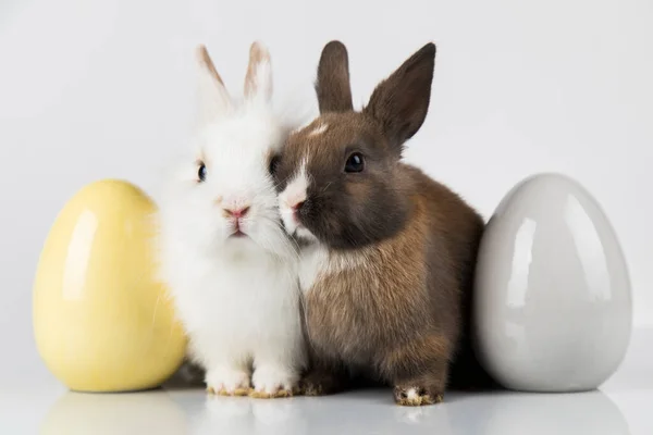 Huevos Conejito Bebé Animal Fondo Pascua Feliz —  Fotos de Stock