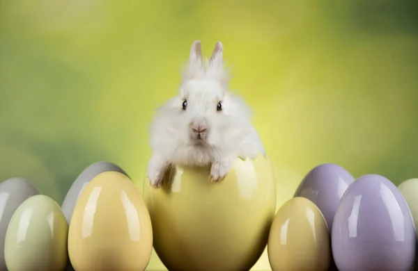 Egg Little Bunny Happy Easter Background — Stock Photo, Image