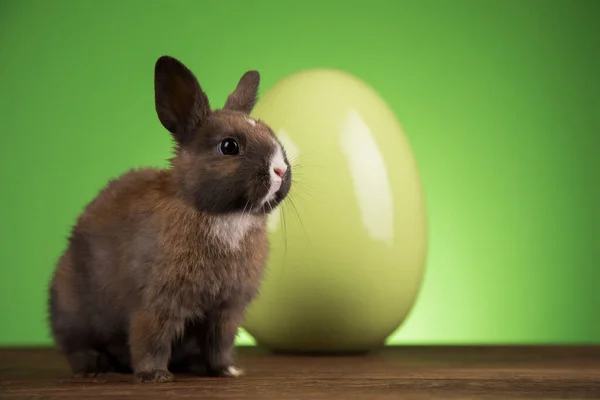 Huevo Conejito Feliz Fondo Pascua —  Fotos de Stock