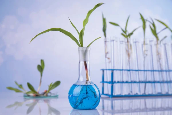 Bitki Laboratuarı Deneysel Kimyasal Cam Eşyalar — Stok fotoğraf