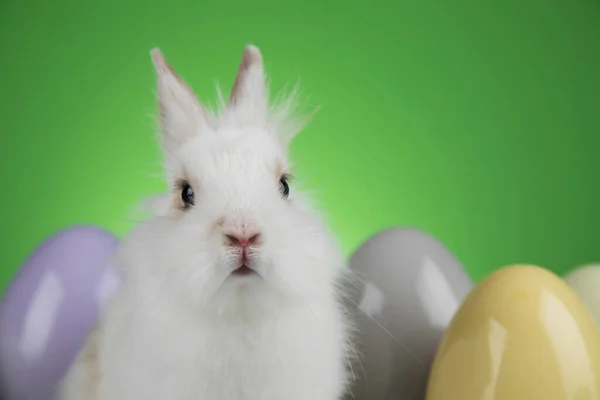 Huevo Conejito Feliz Fondo Pascua —  Fotos de Stock