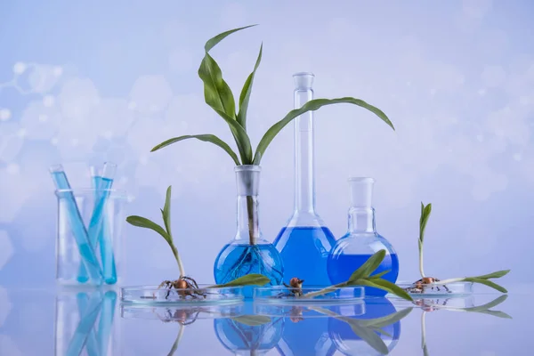 化学実験室用ガラス製品遺伝子組換え植物 — ストック写真